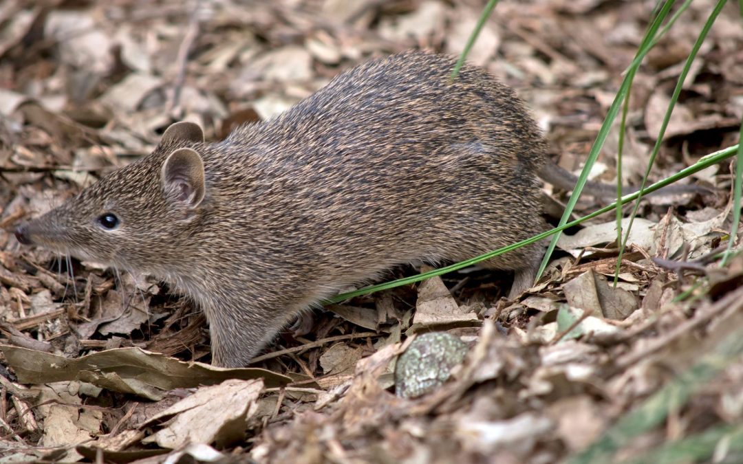 Wildlife on the Ridge